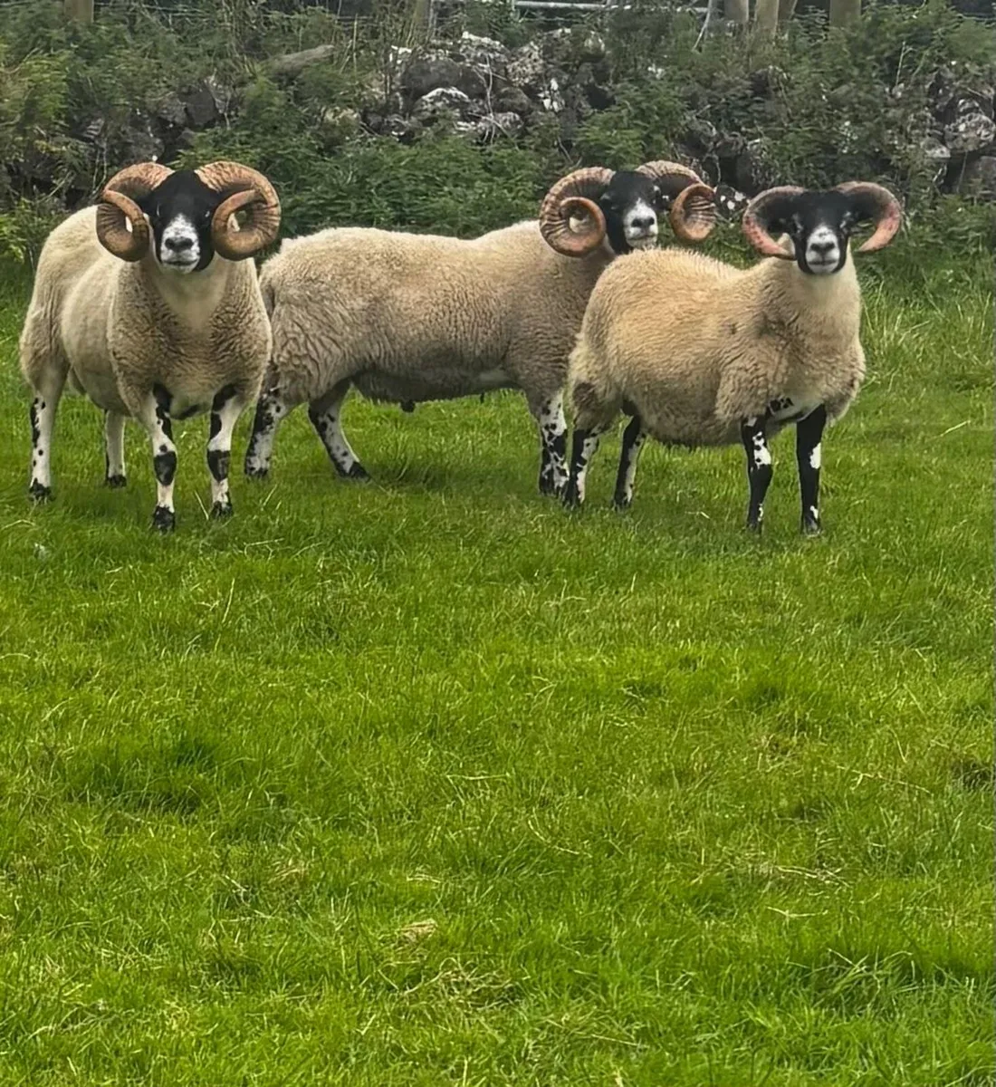 Lanark Hogget Rams - Image 1