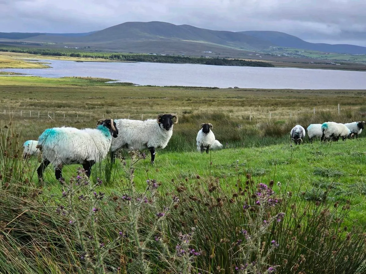 Blackface Mountain Hoggets Organic - Image 4