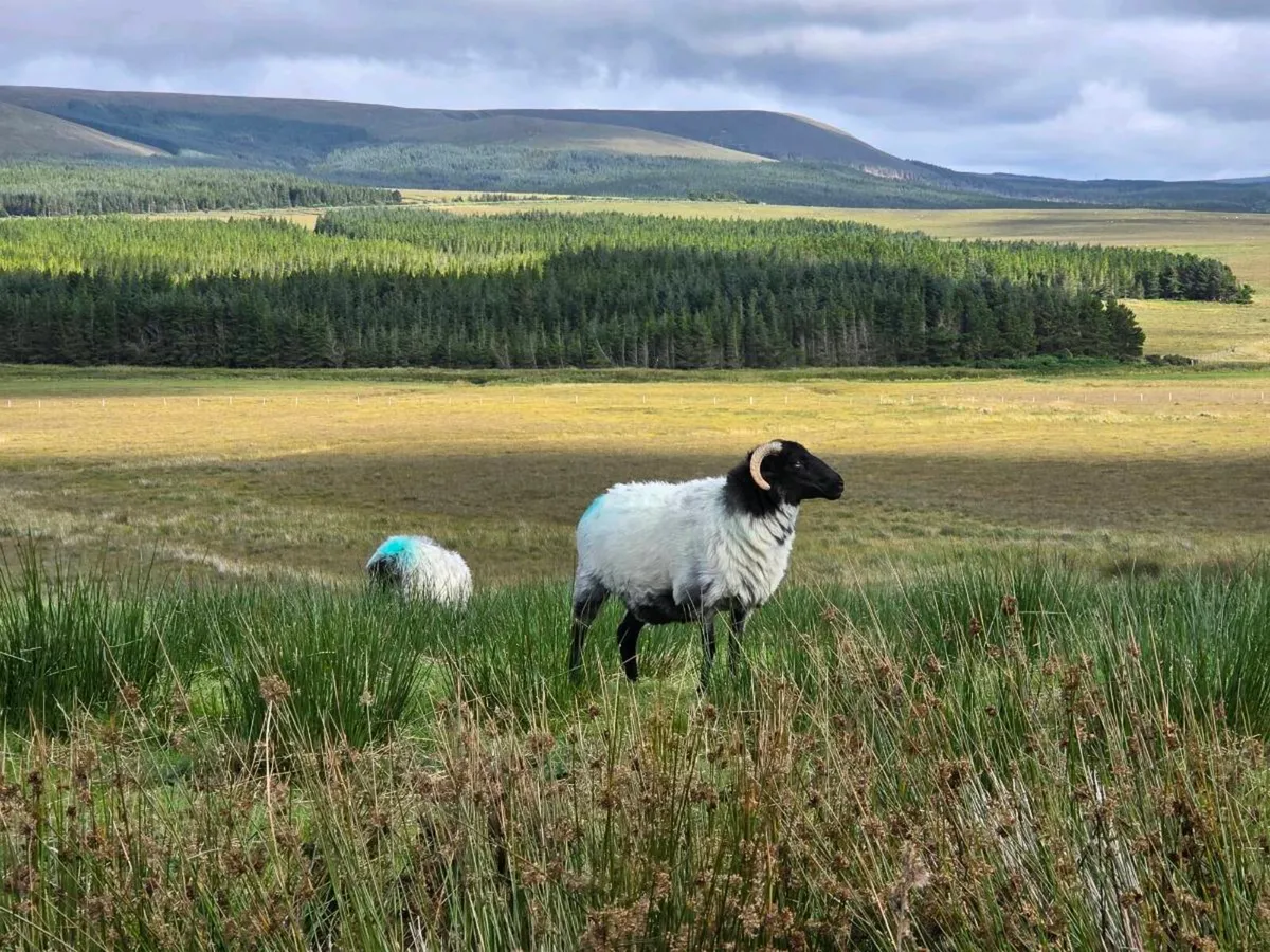 Blackface Mountain Hoggets Organic - Image 1