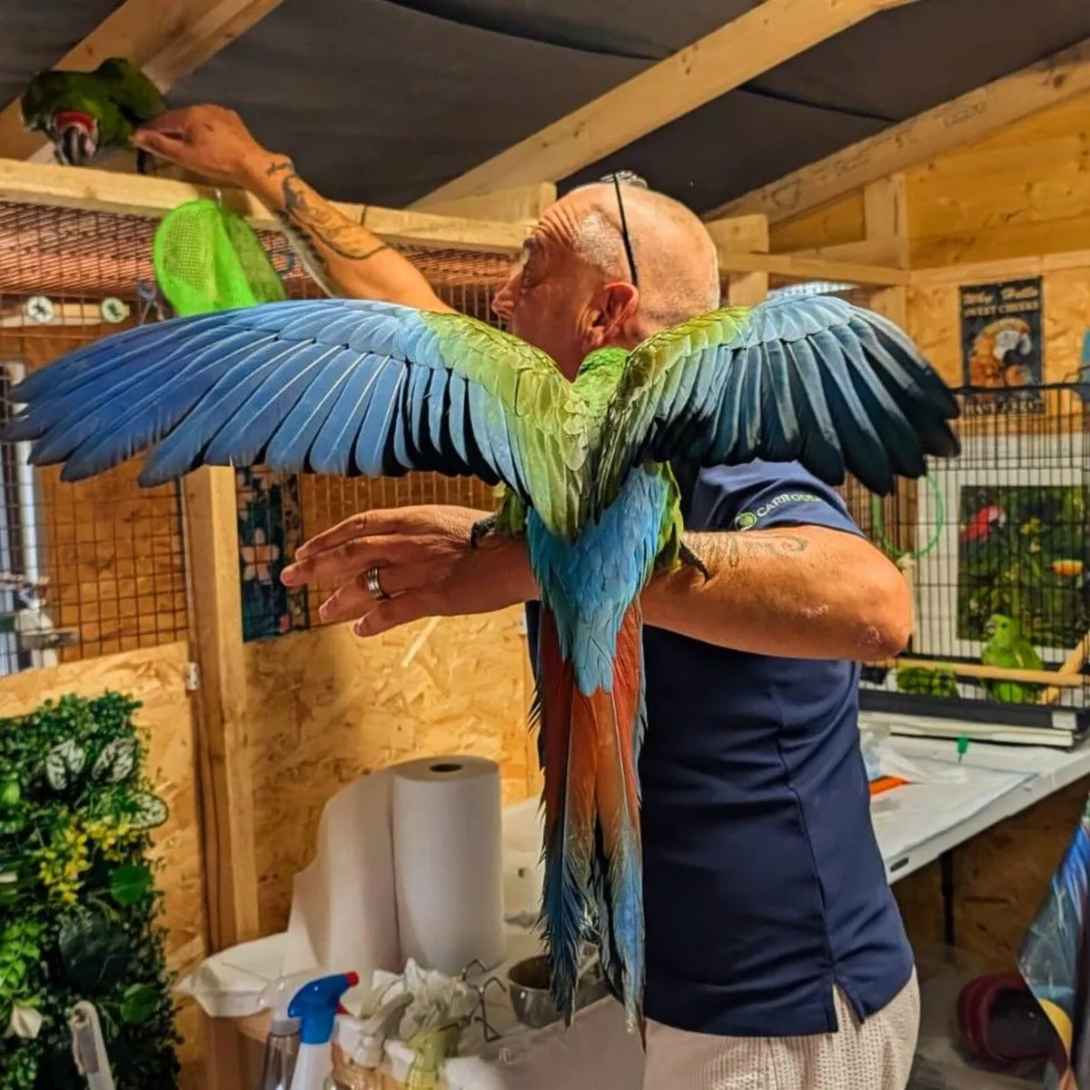 Birds - Image 2