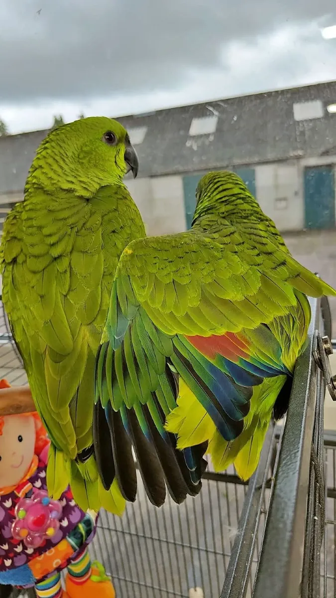 Birds - Image 4