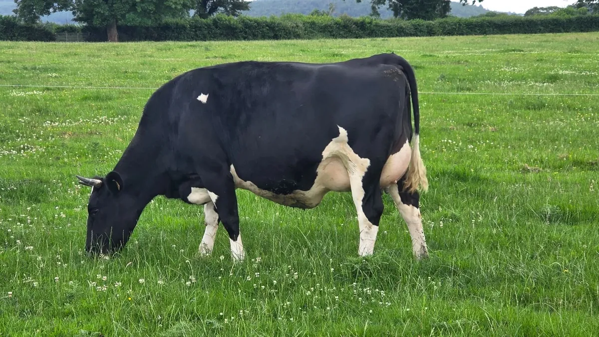 First calved dairy heifers - Image 1