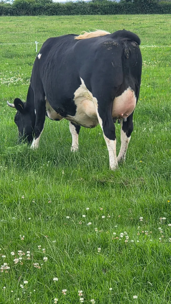 First calved dairy heifers - Image 2