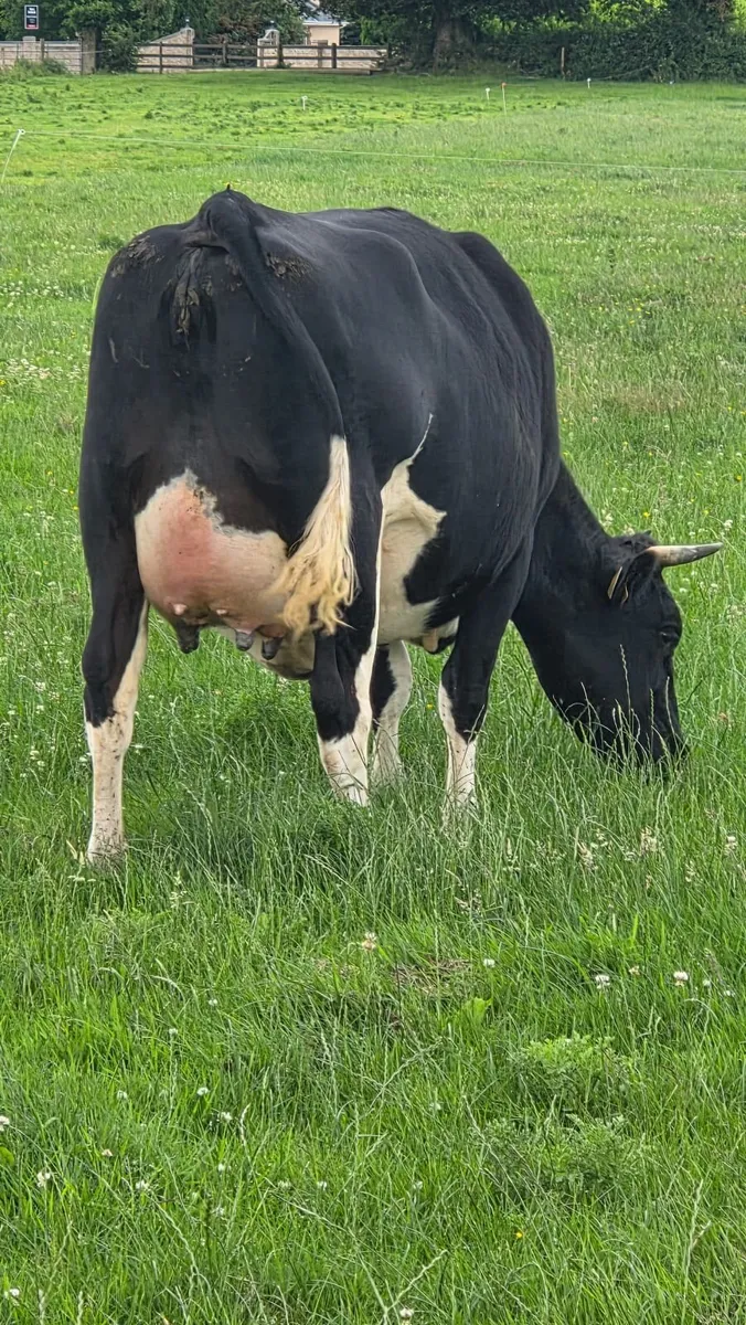 First calved dairy heifers - Image 3