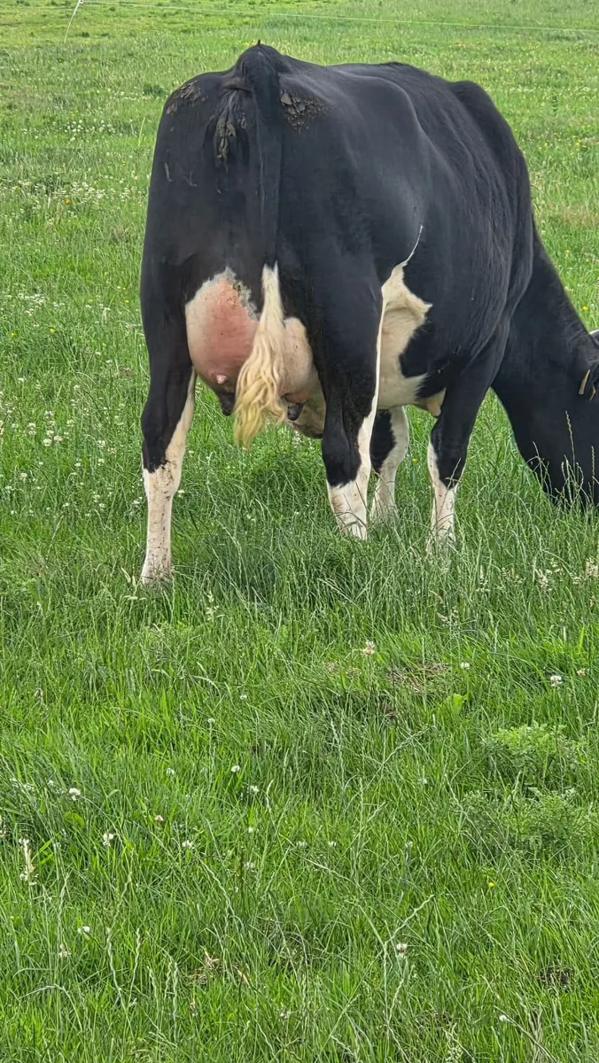 First calved dairy heifers - Image 4