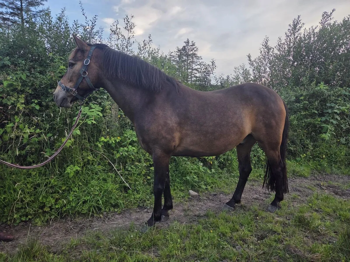 Grade A 138cm