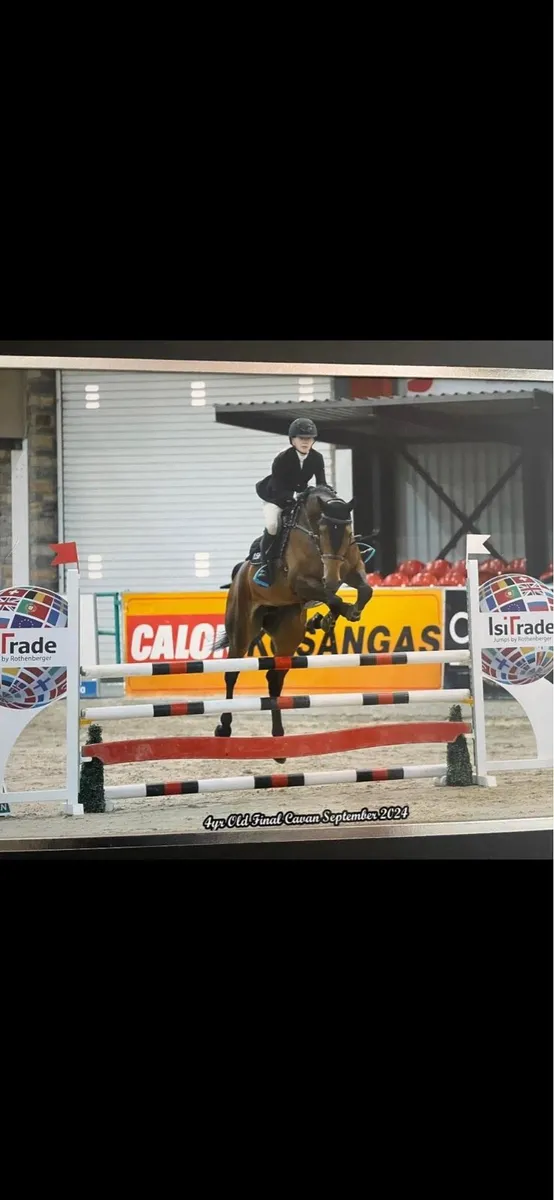 16,3 mare for sale - Image 1
