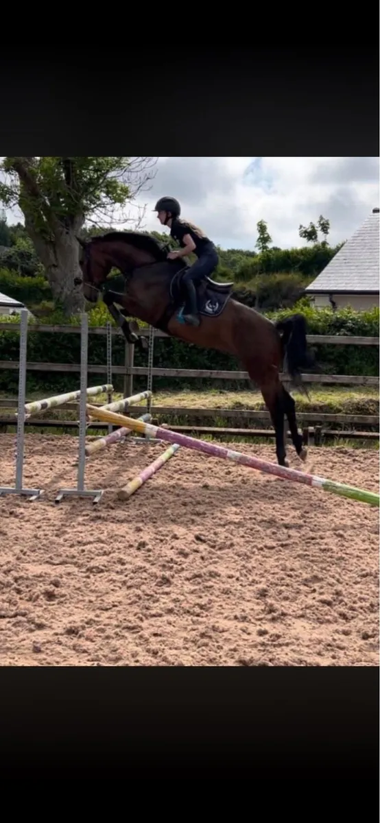 16,3 mare for sale - Image 2