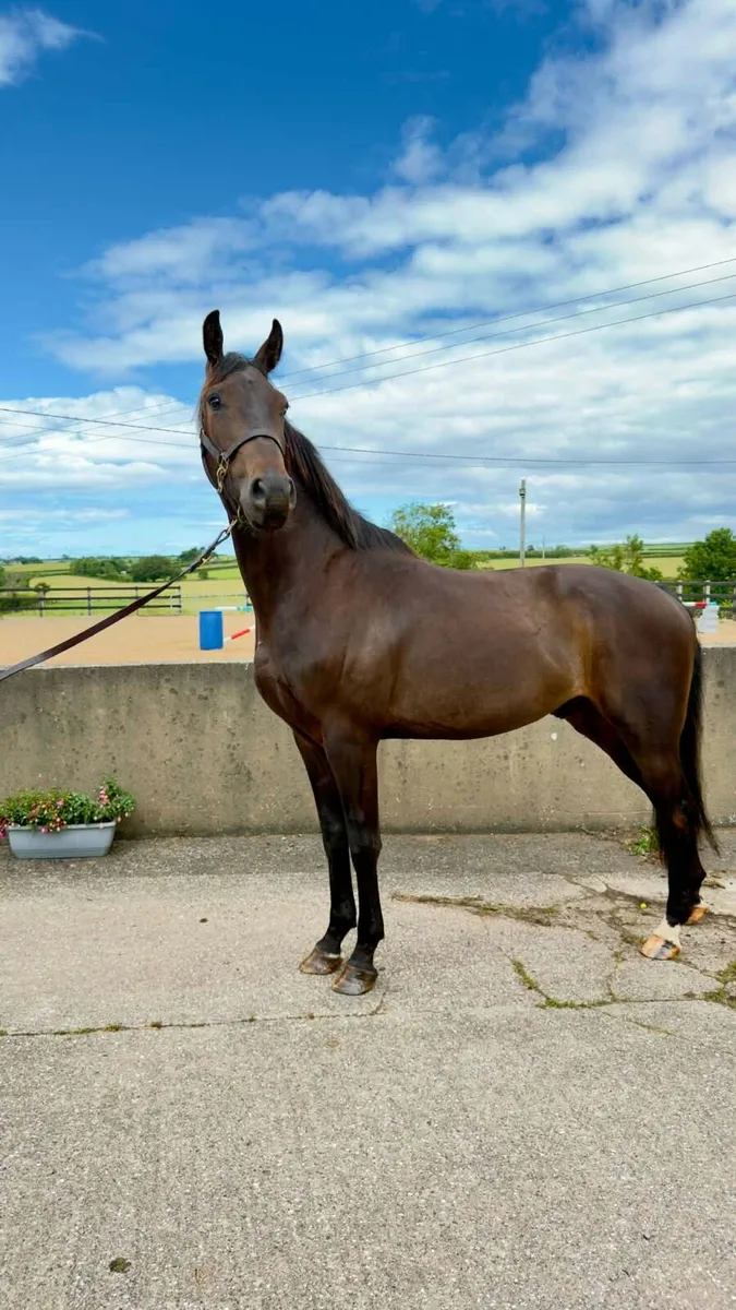 16.2 Gelding for sale - Image 1