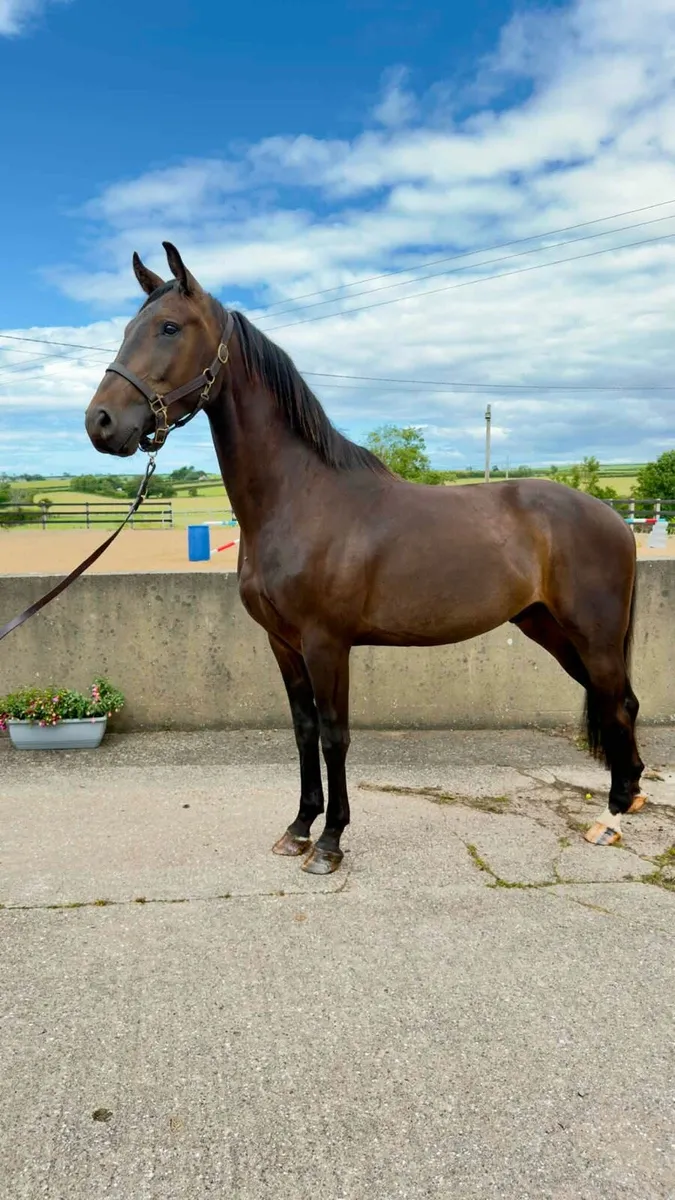 16.2 Gelding for sale - Image 2