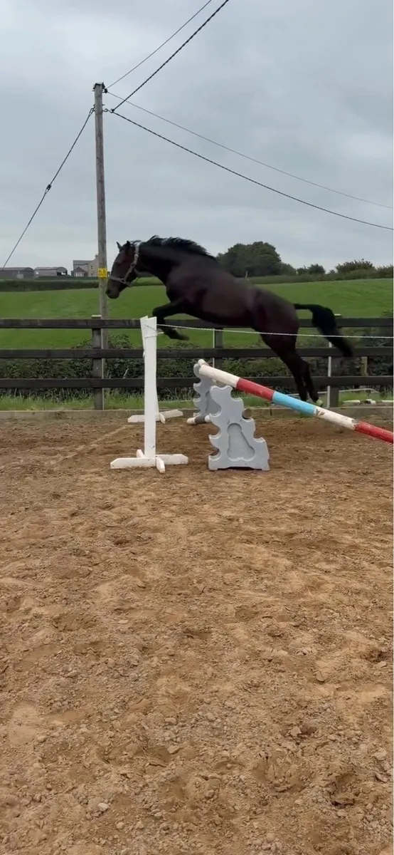 16.2 Gelding for sale - Image 3