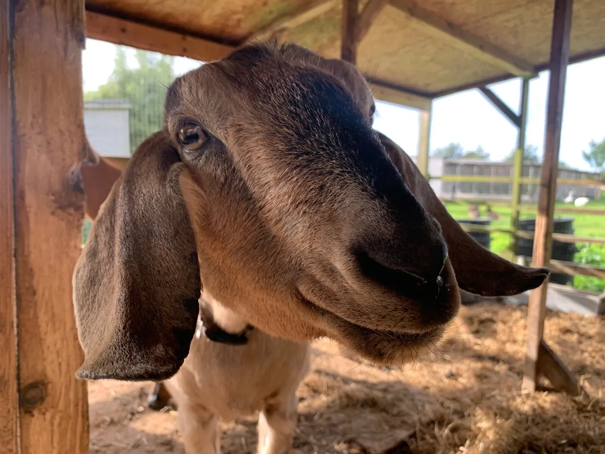 Pair of Anglo Nubian goats does - Image 1