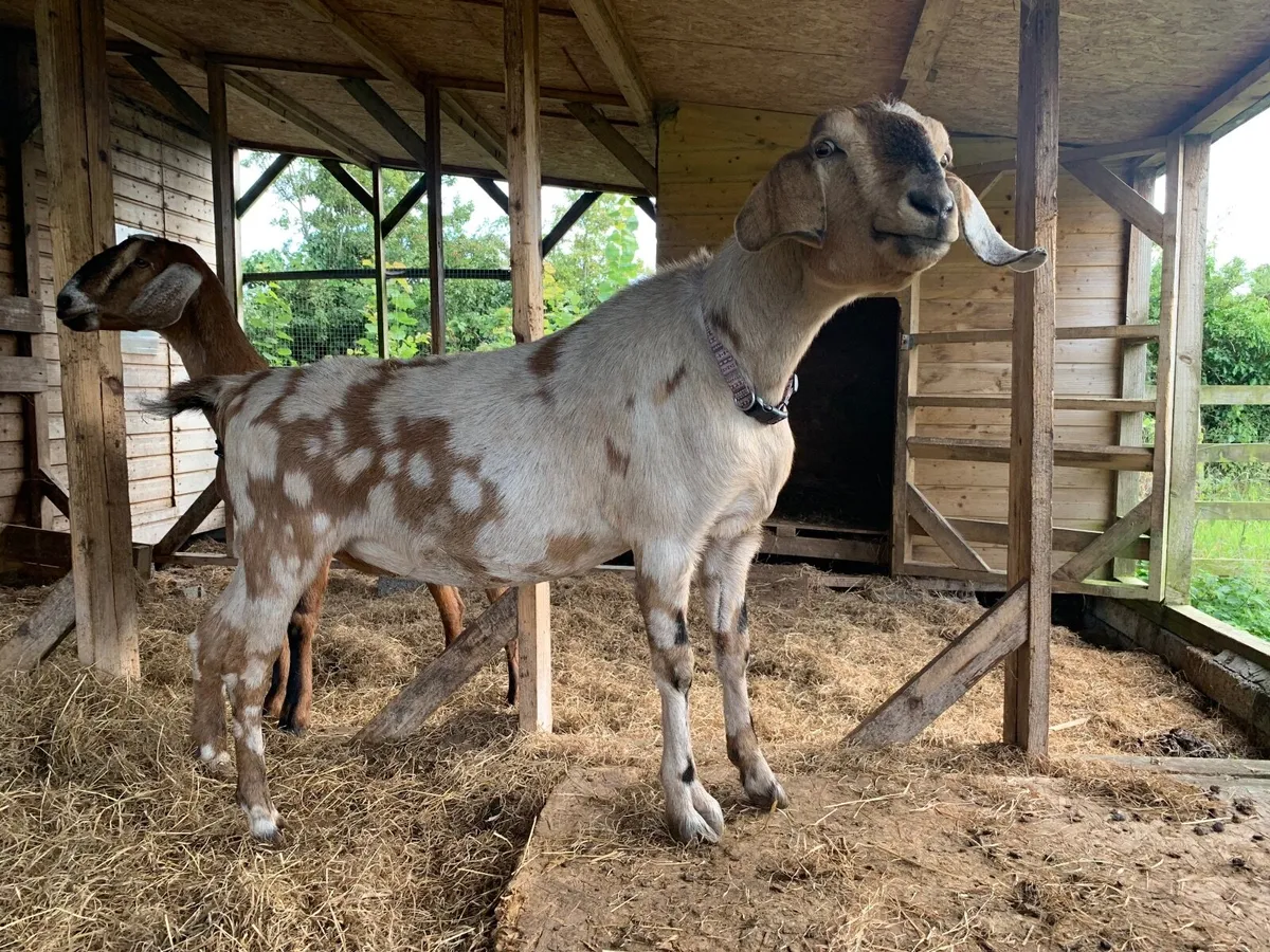 Pair of Anglo Nubian goats does - Image 2