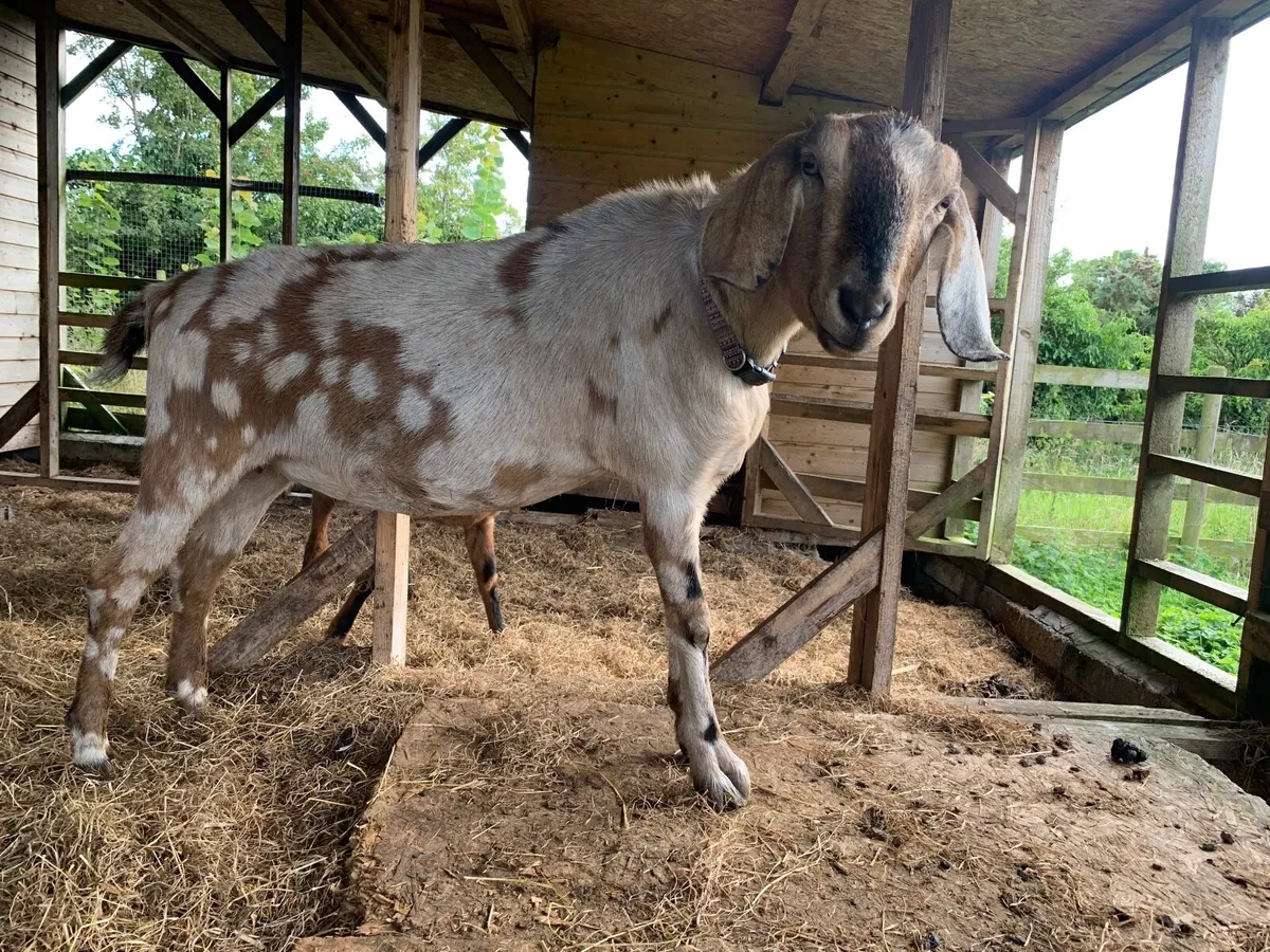 Pair of Anglo Nubian goats does - Image 3