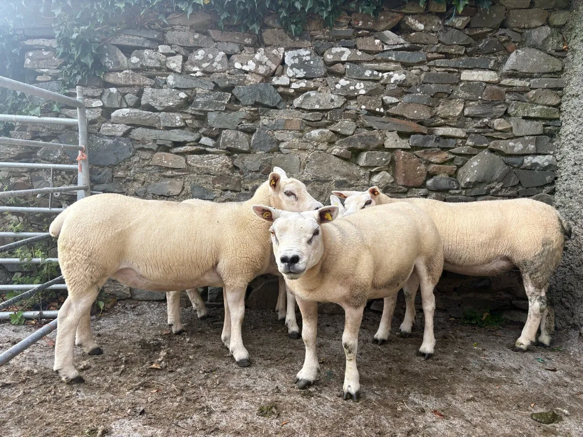 4 Texel Ewes - Image 3