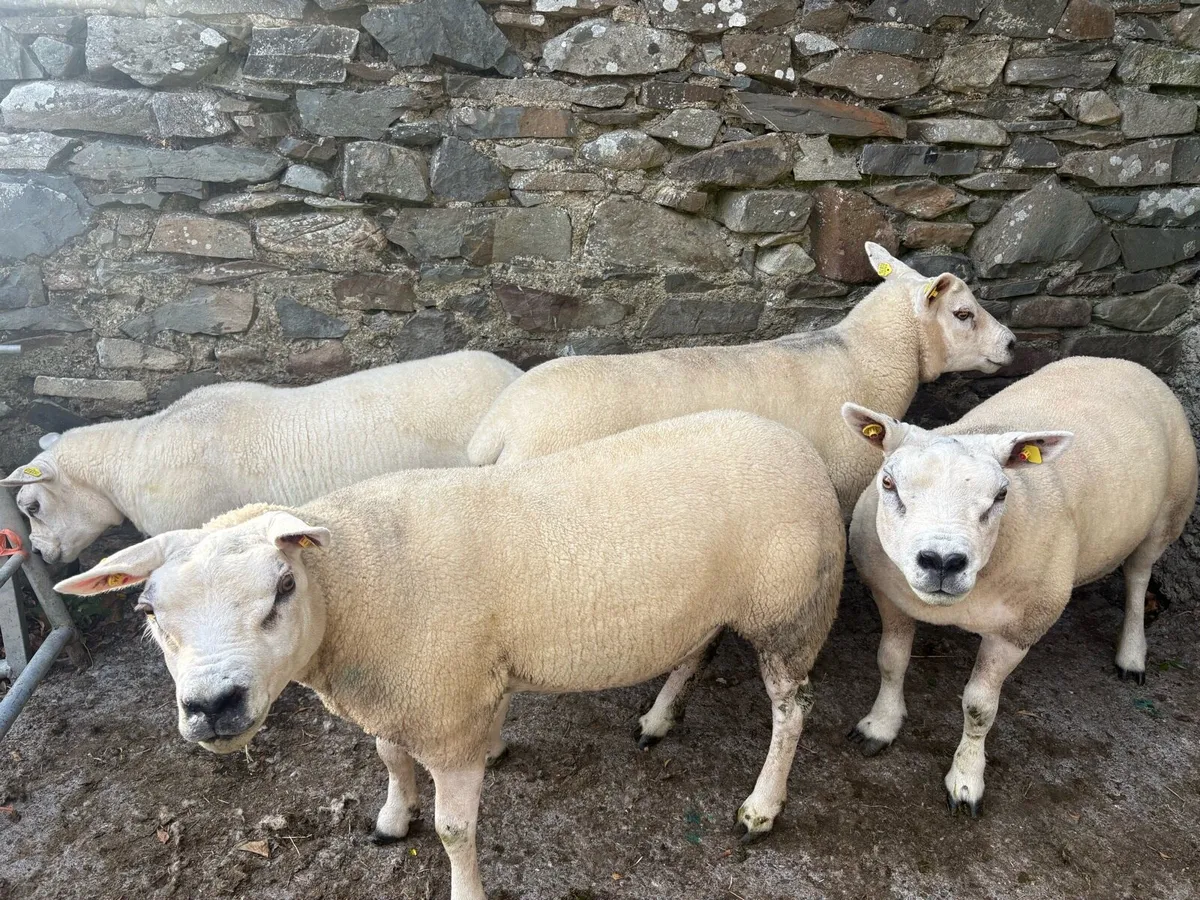 4 Texel Ewes - Image 2