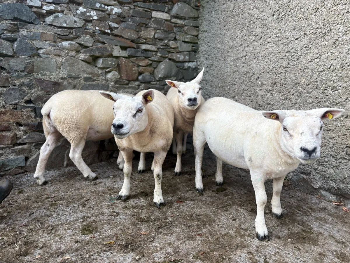 4 Texel Ewes - Image 4