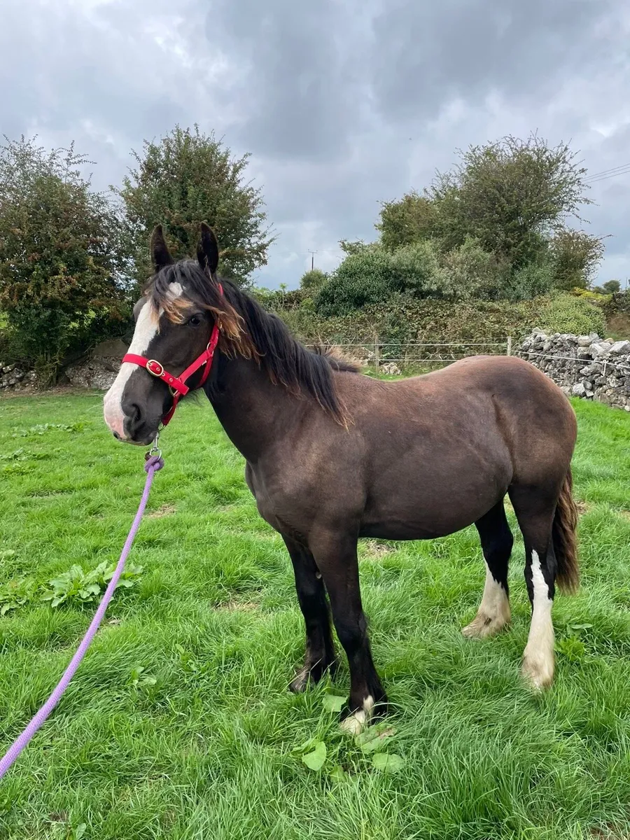 Cob filly - Image 1