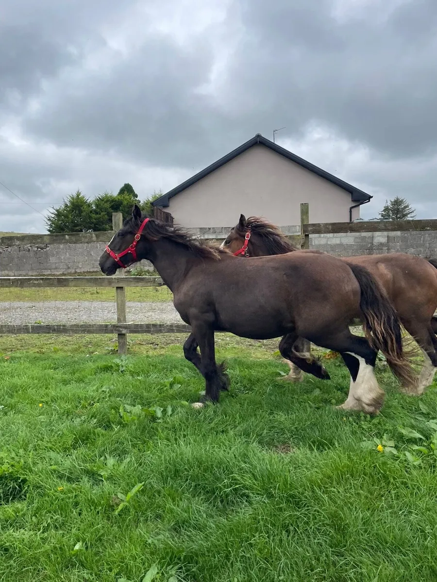 Cob filly - Image 2