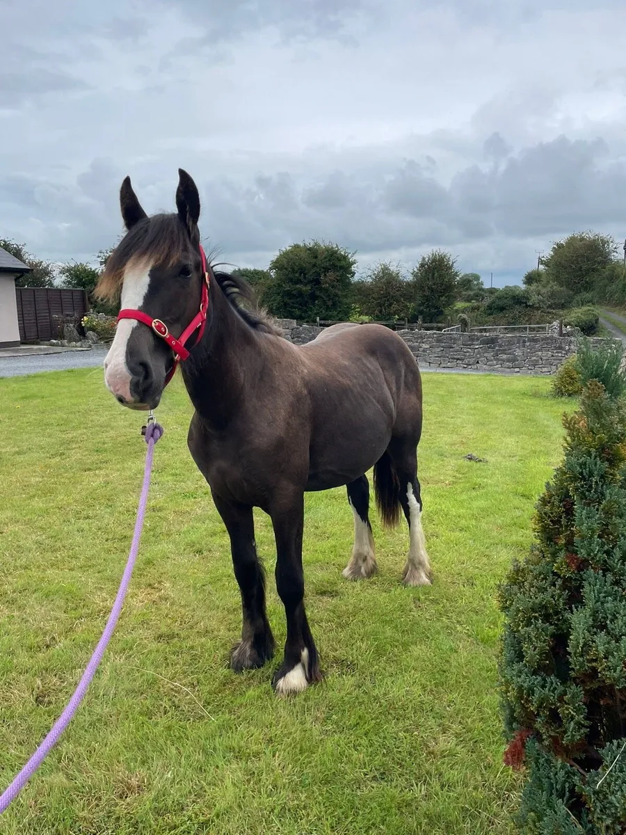 Cob filly - Image 3