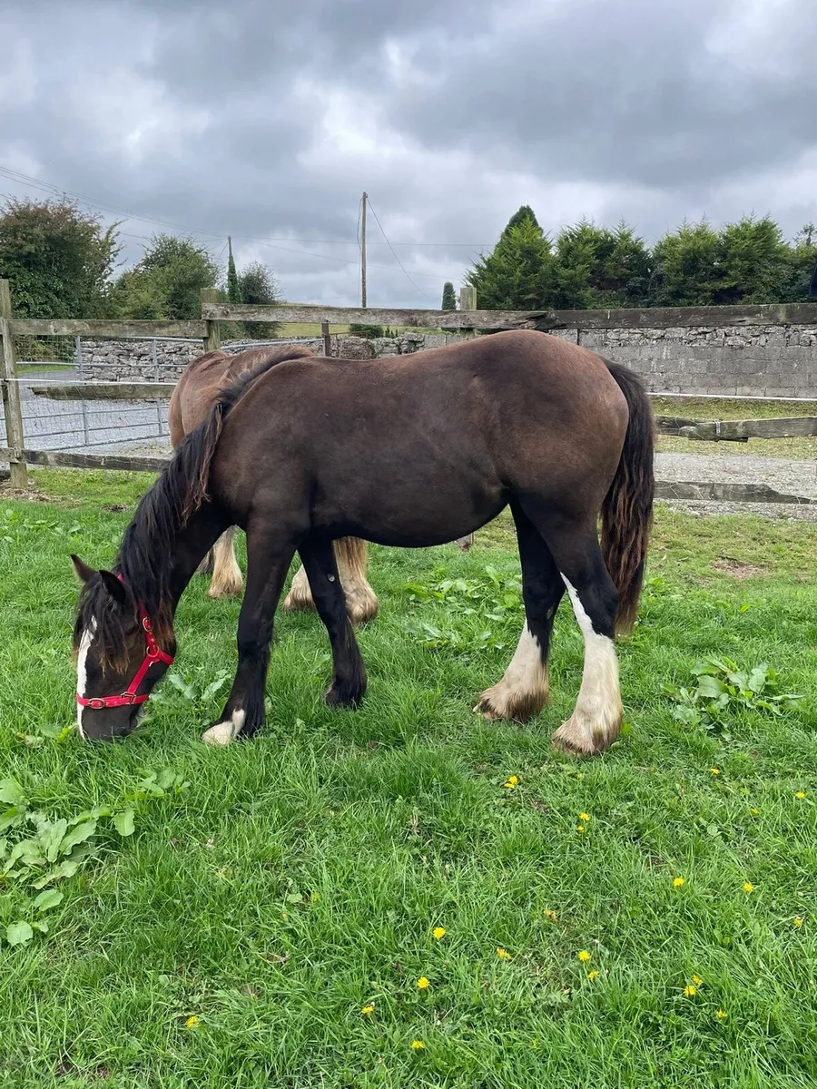 Cob filly - Image 4