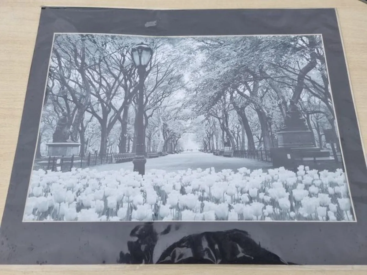 Large art photograph of Central Park in New York - Image 2