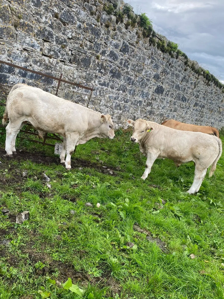 Headford CH weanling show and sale - Image 1