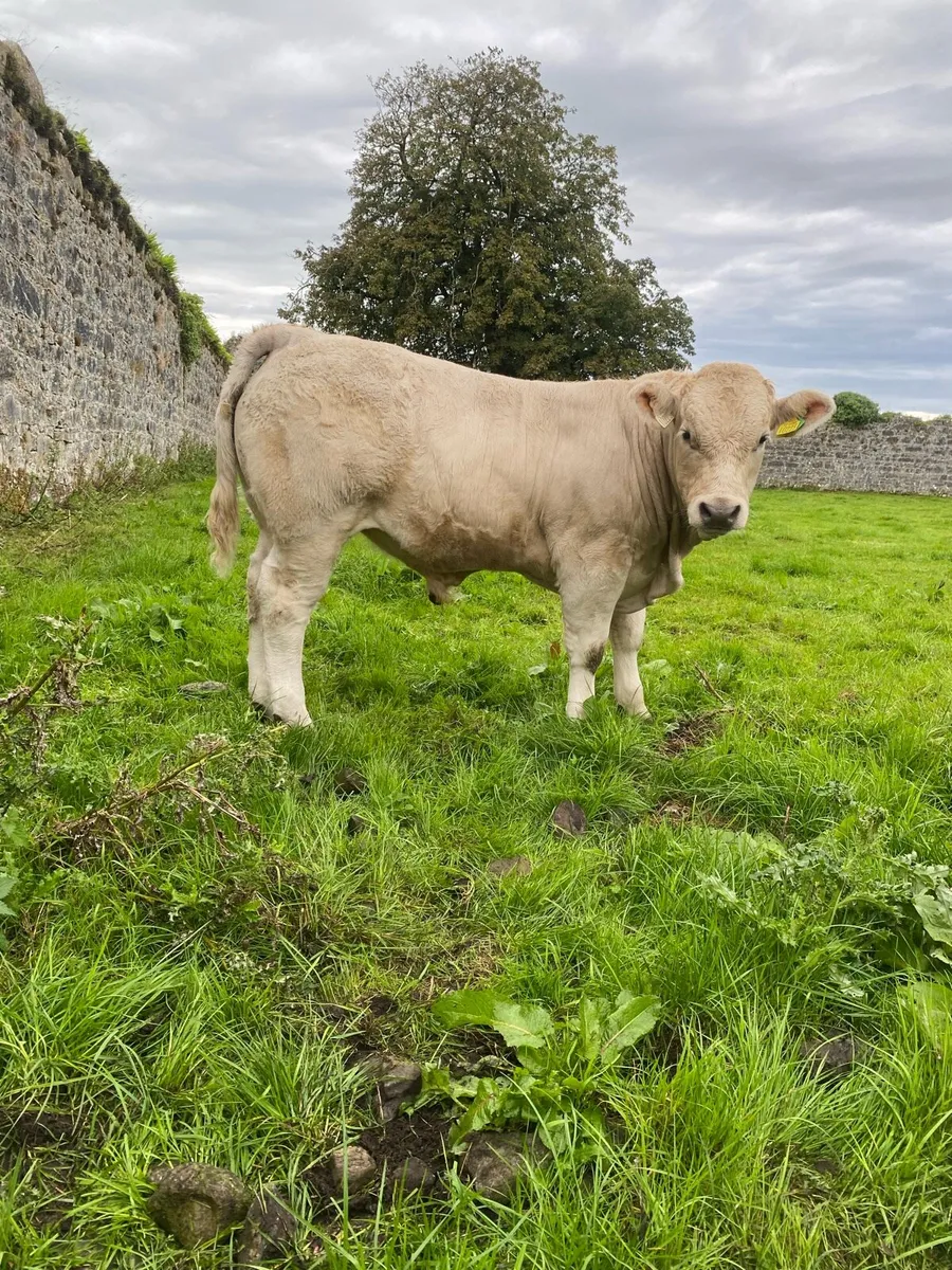 Headford CH weanling show and sale - Image 2