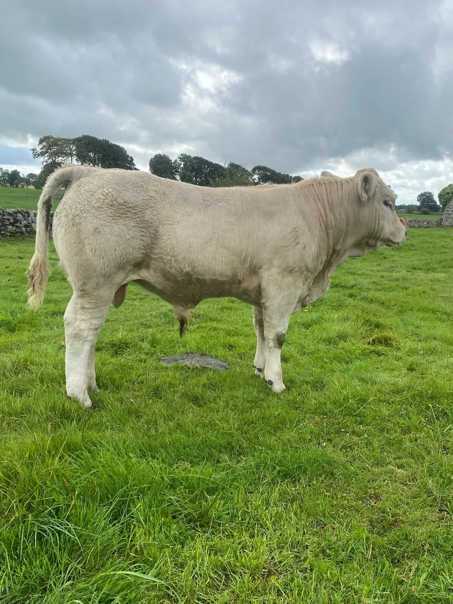 Headford CH weanling show and sale - Image 3