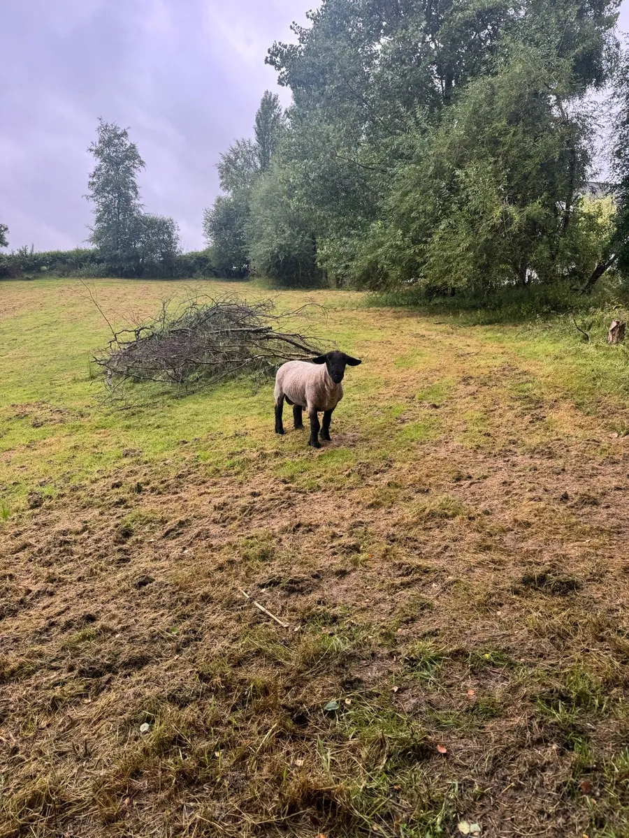 3 year old Suffolk ram - Image 1