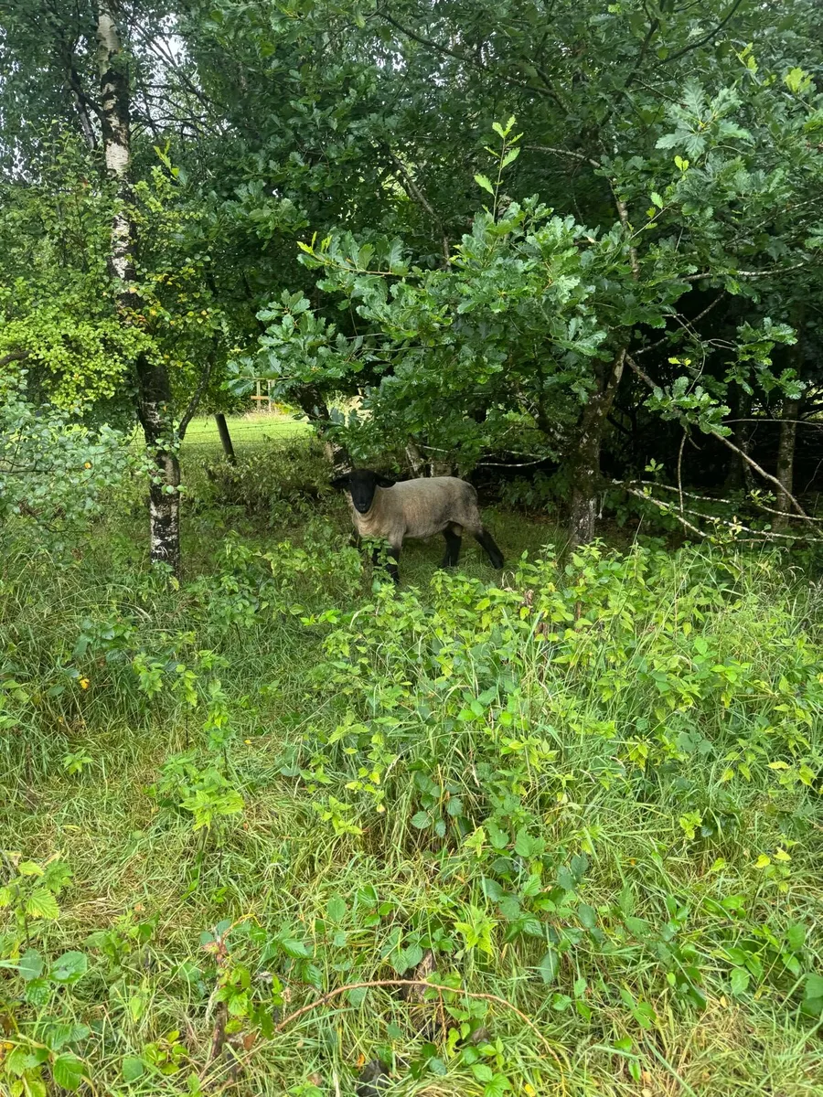 3 year old Suffolk ram - Image 4