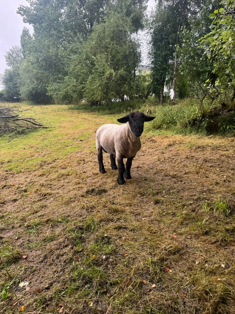 3 year old Suffolk ram - Image 2