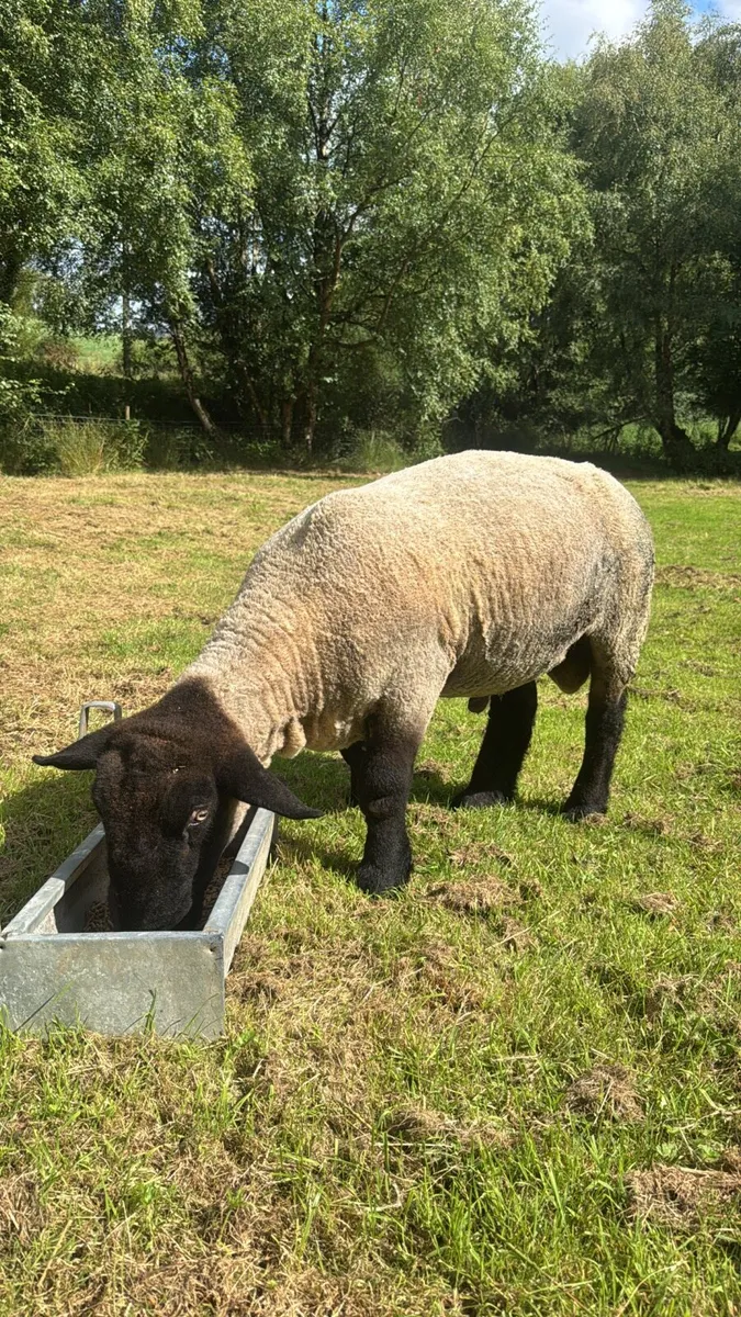 3 year old Suffolk ram - Image 3