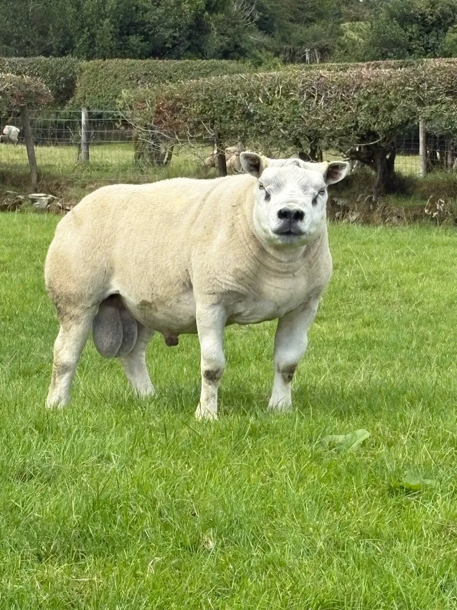 Texel Rams - Image 1