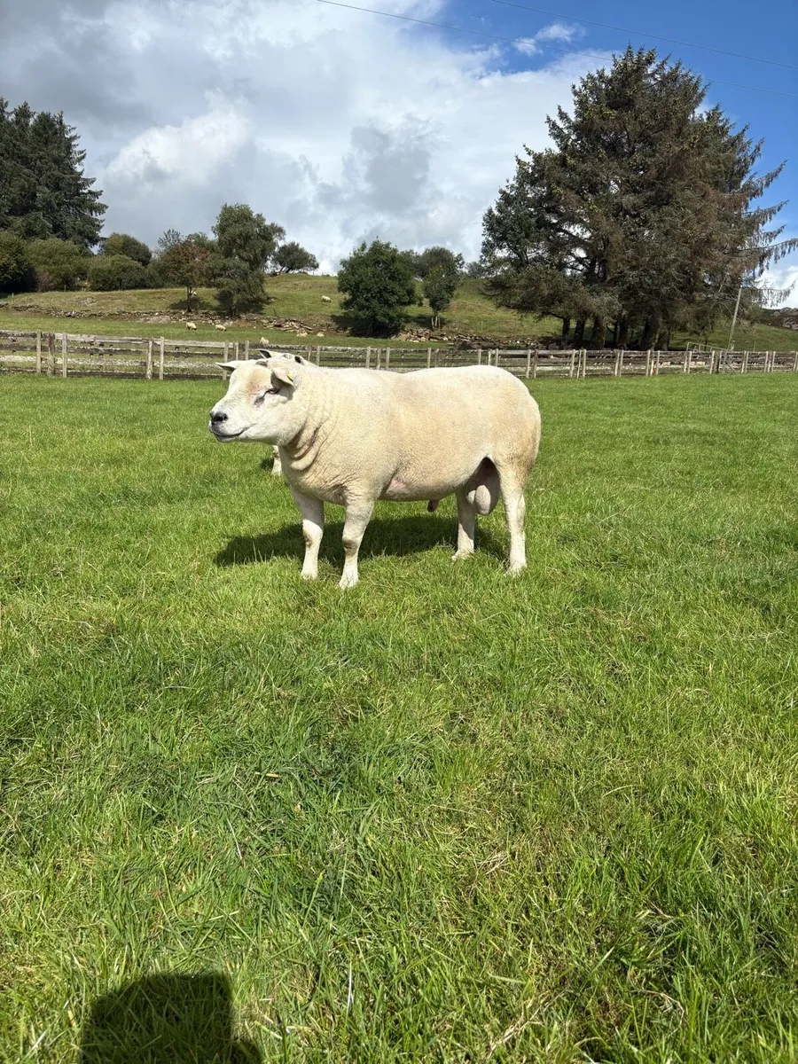 Texel Rams - Image 3