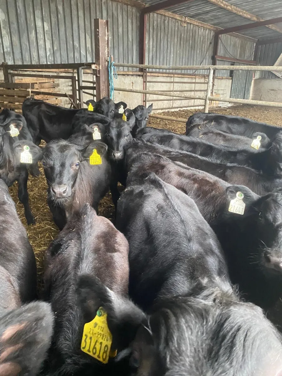 Angus reared calves - Image 1