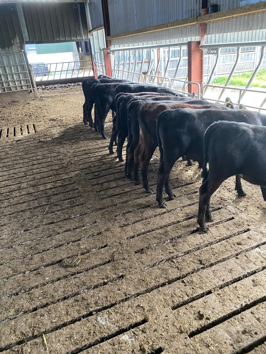 Angus reared calves - Image 2
