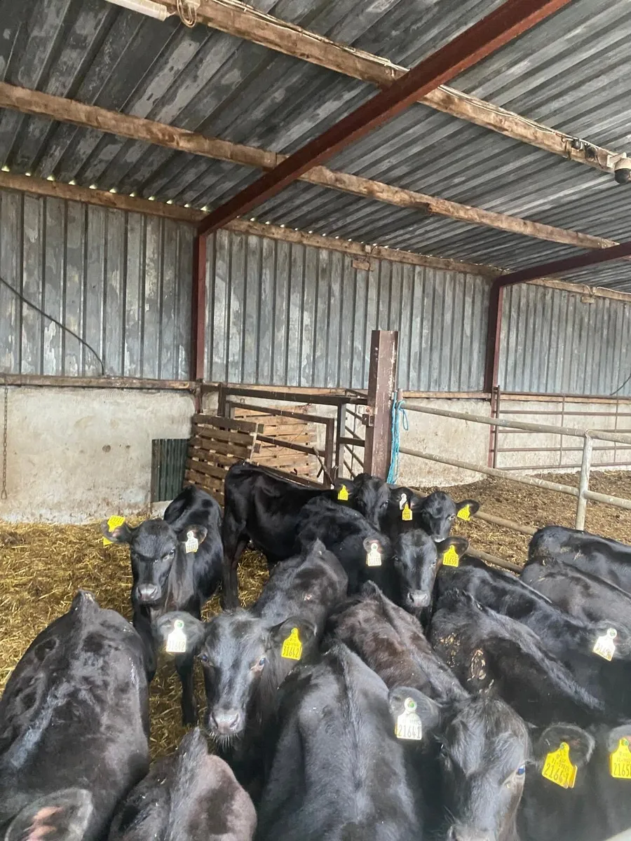 Angus reared calves - Image 3