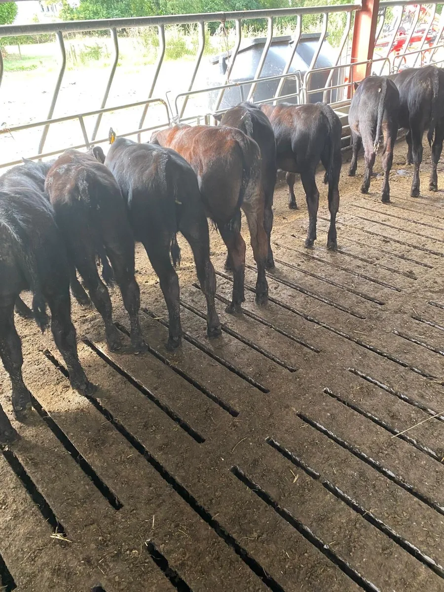 Angus reared calves - Image 4