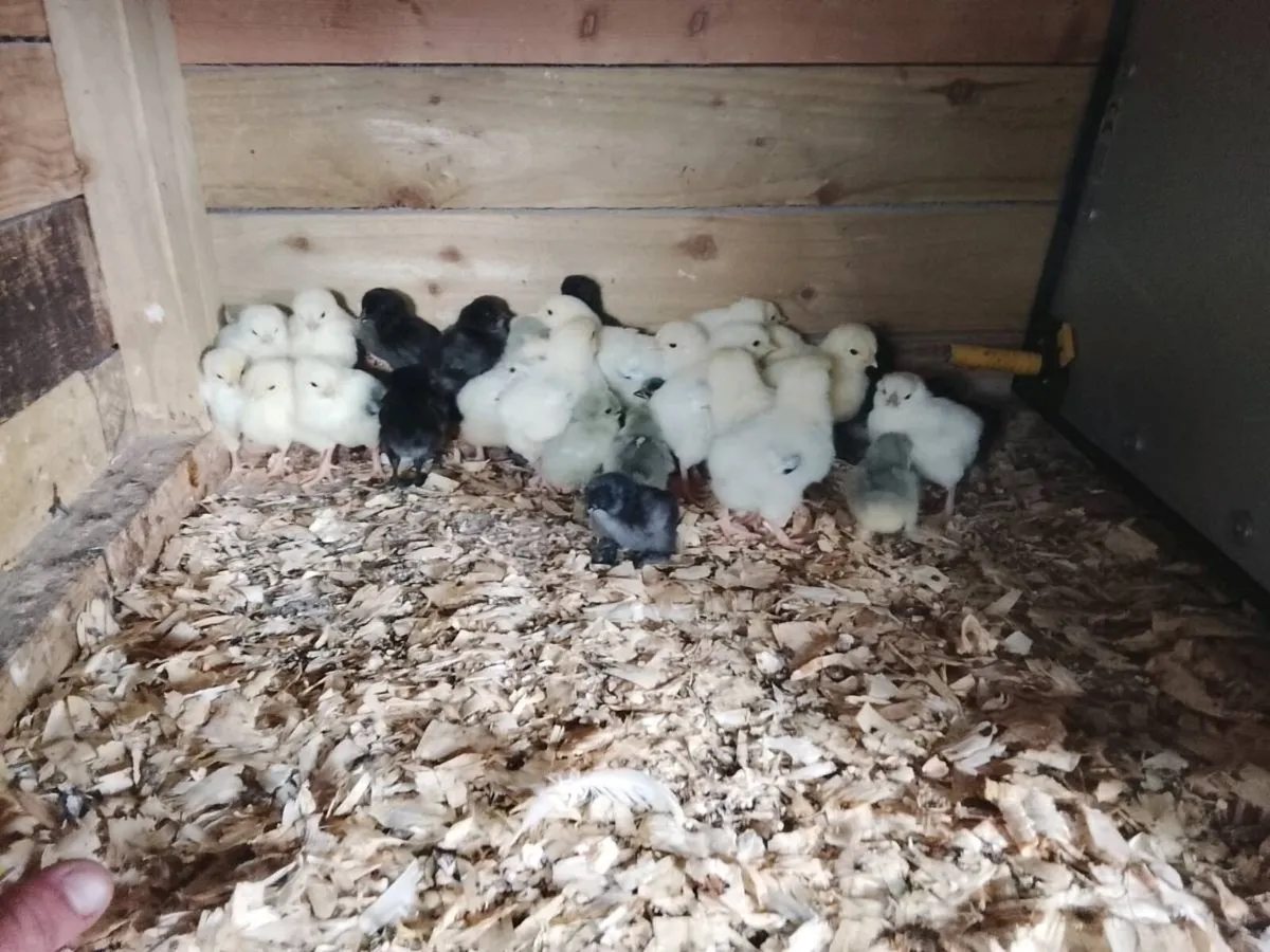 Pekin, silkie , Sussex and ayam cemani chicks - Image 2