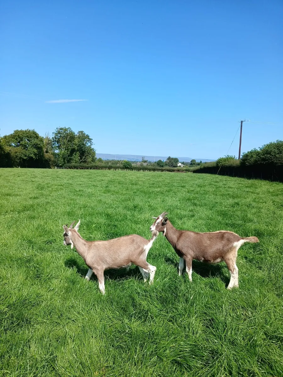 Goats - Image 2