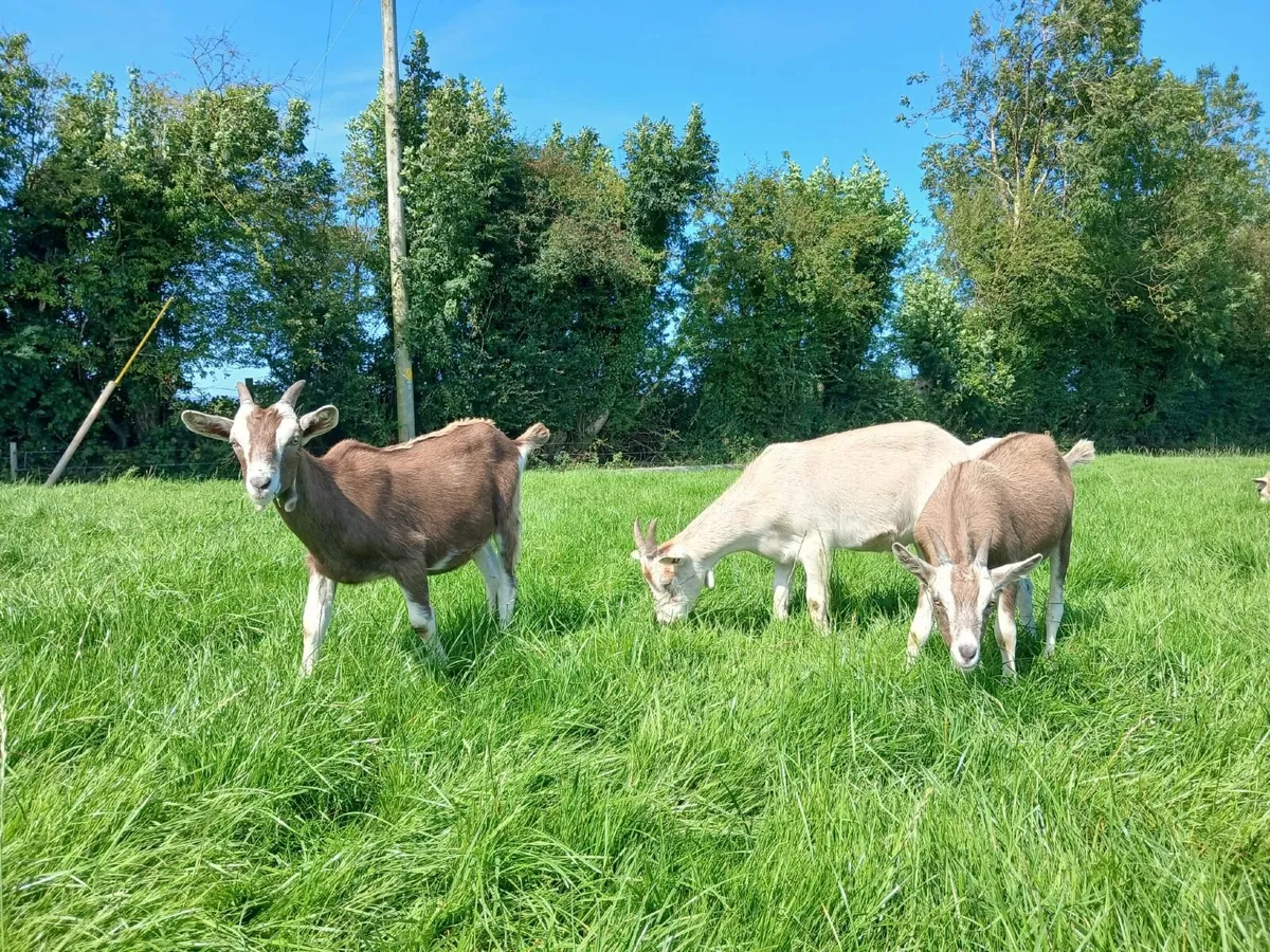 Goats - Image 1