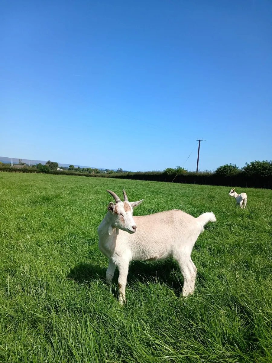 Goats - Image 3