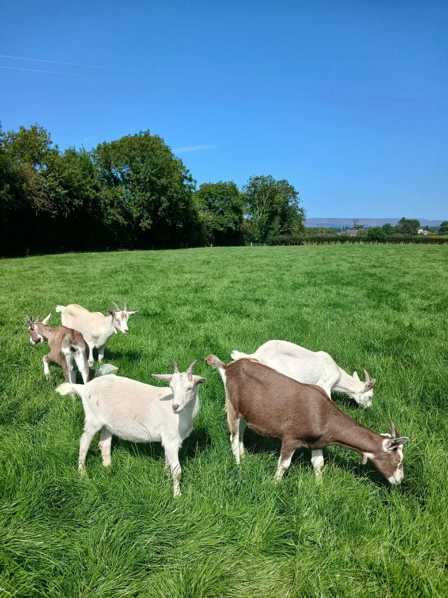 Goats - Image 4