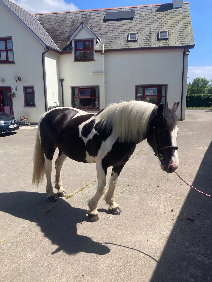 15.2 Mare Lovely Temperament - Image 1
