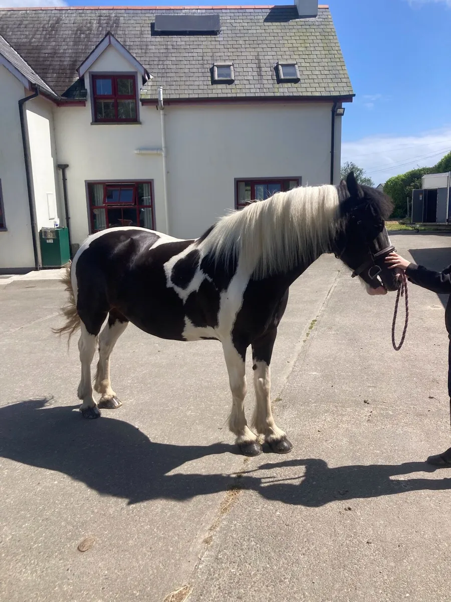 15.2 Mare Lovely Temperament - Image 2