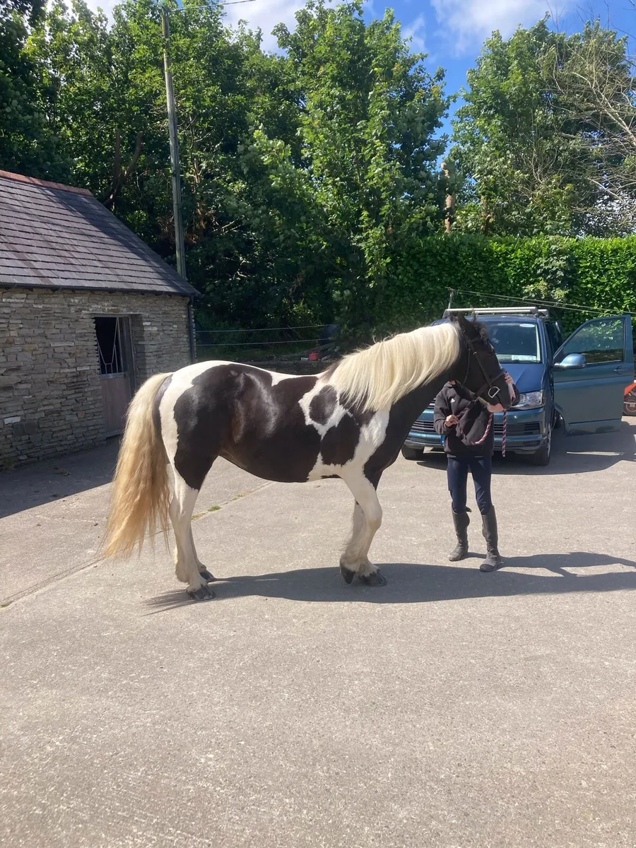 15.2 Mare Lovely Temperament - Image 4
