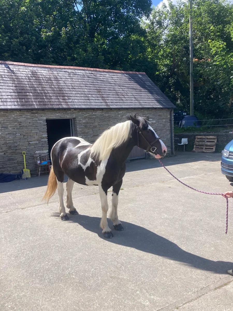 15.2 Mare Lovely Temperament - Image 3