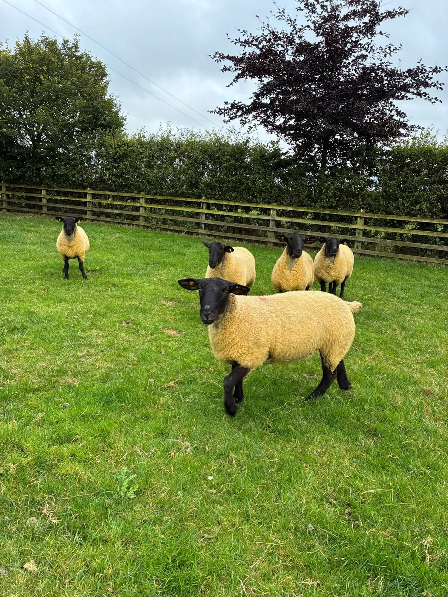 *** 5 quality hoggets ** - Image 1