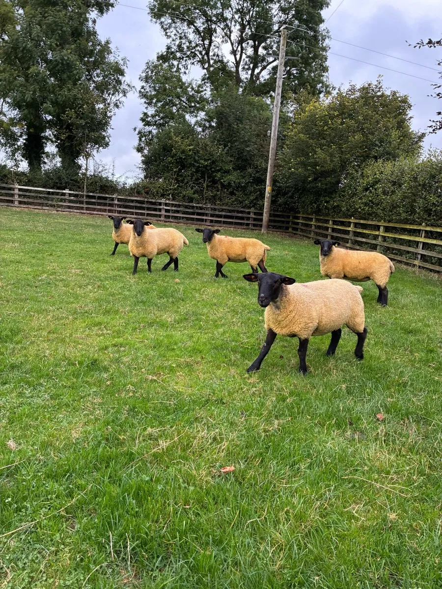 *** 5 quality hoggets ** - Image 2